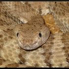 Mein Crotalus stephensi (Panamint Klapperschlange) Weibchen