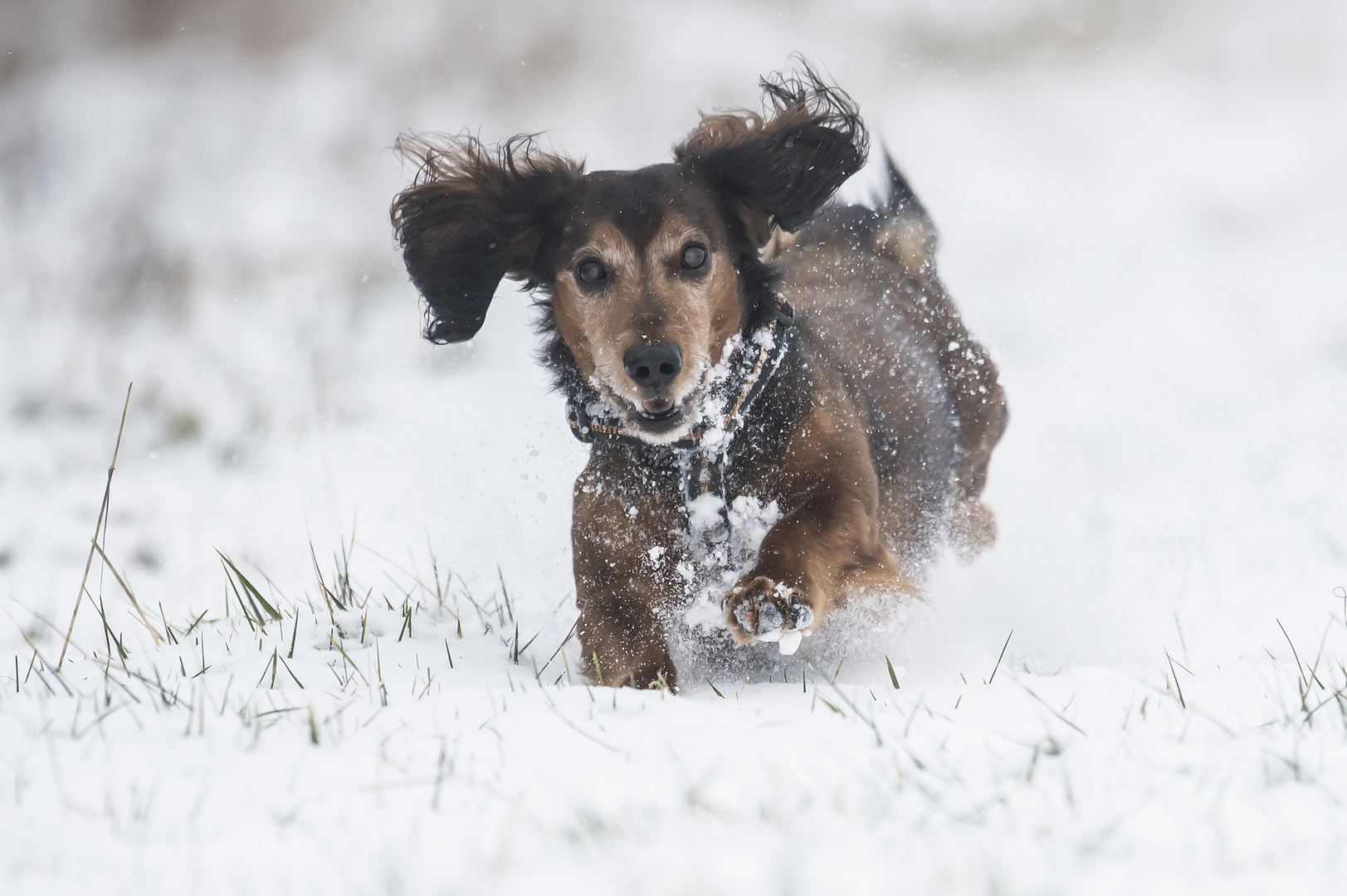 Mein Dackel , er liebt den schnee