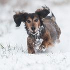 Mein Dackel , er liebt den schnee