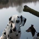 Mein Dalmatiner und mein Jack Russel Terrier