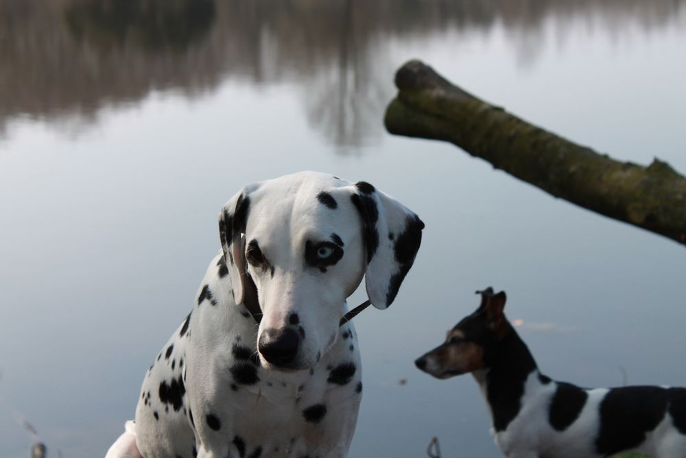 Mein Dalmatiner und mein Jack Russel Terrier