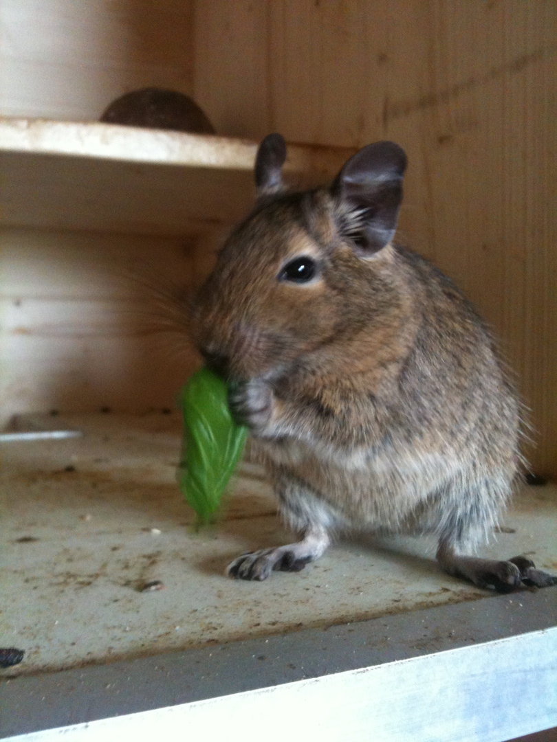 Mein Degu Forest