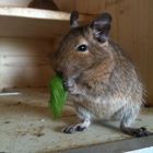 Mein Degu Forest