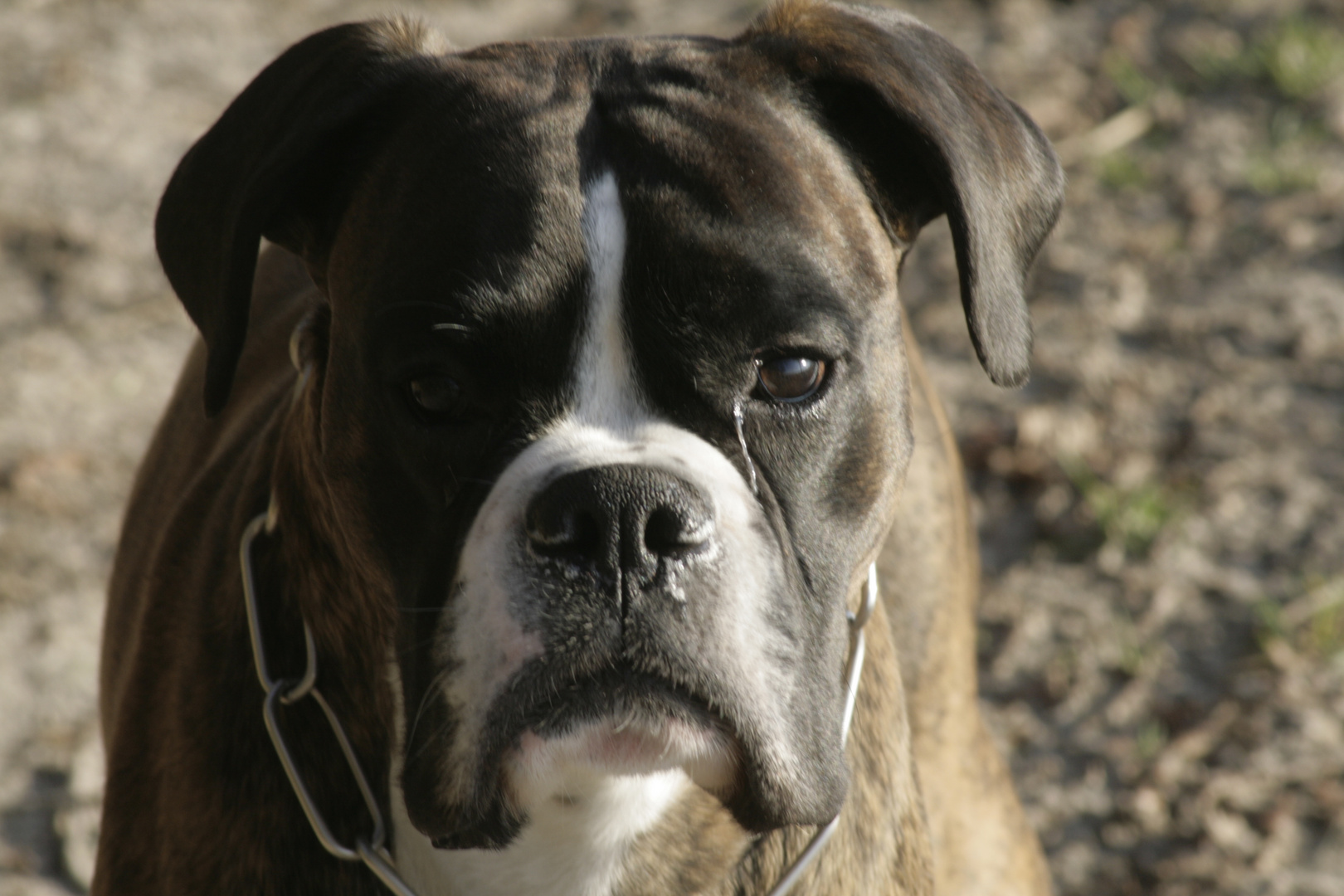 Mein deutscher Boxer Kasper