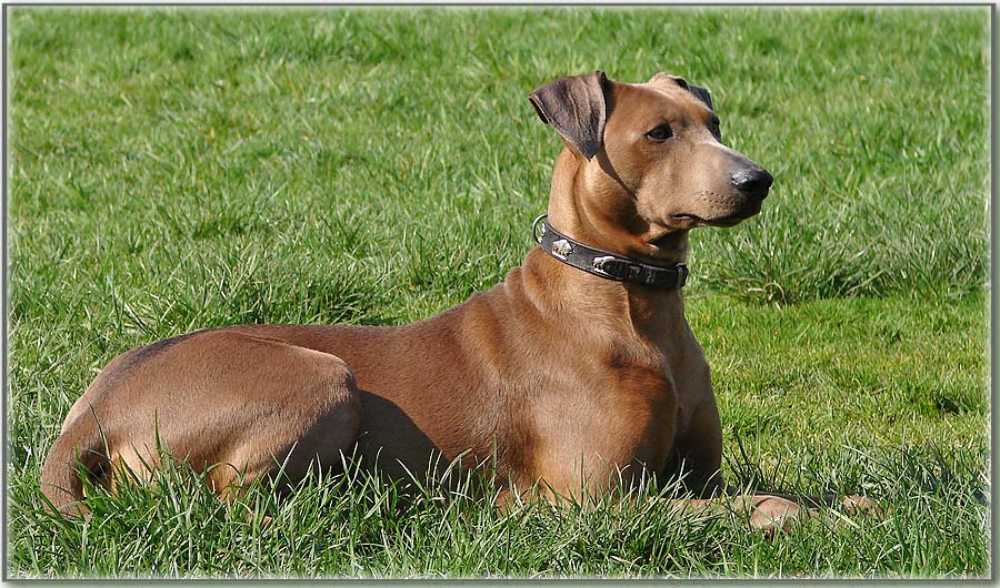 Mein Deutscher Pinscher Jason,