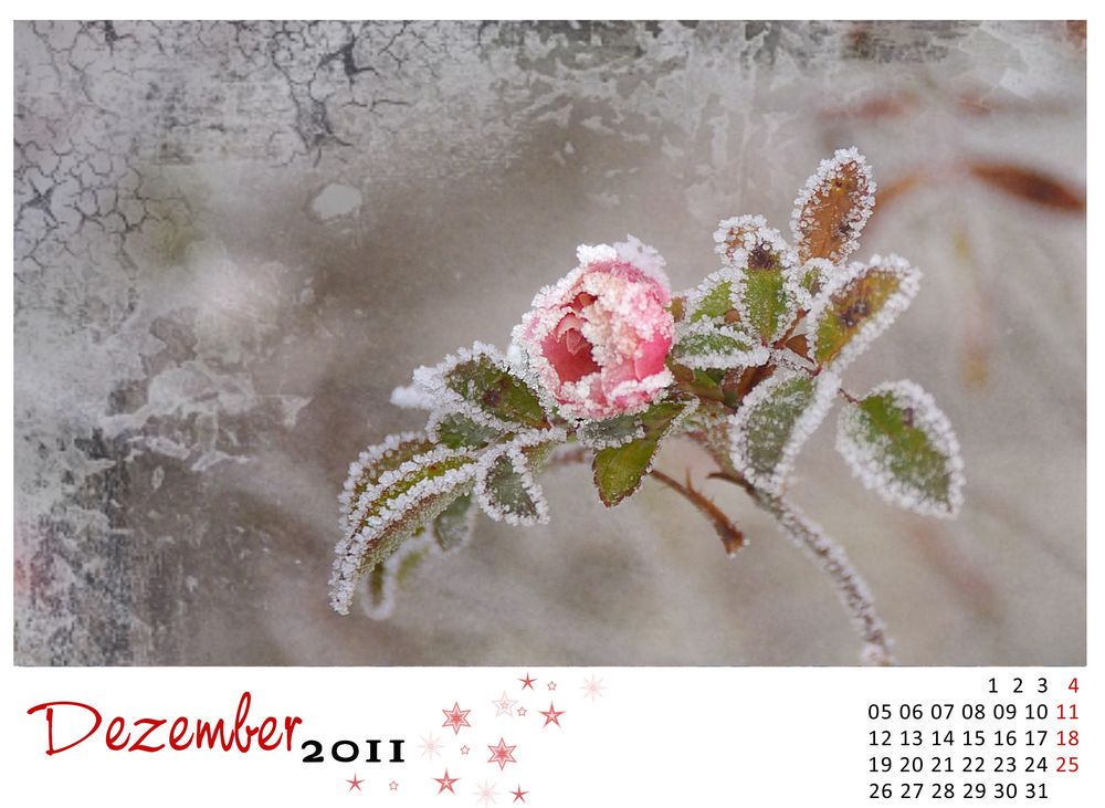Mein Dezember Natur Foto & Bild karten und kalender, fotokalender