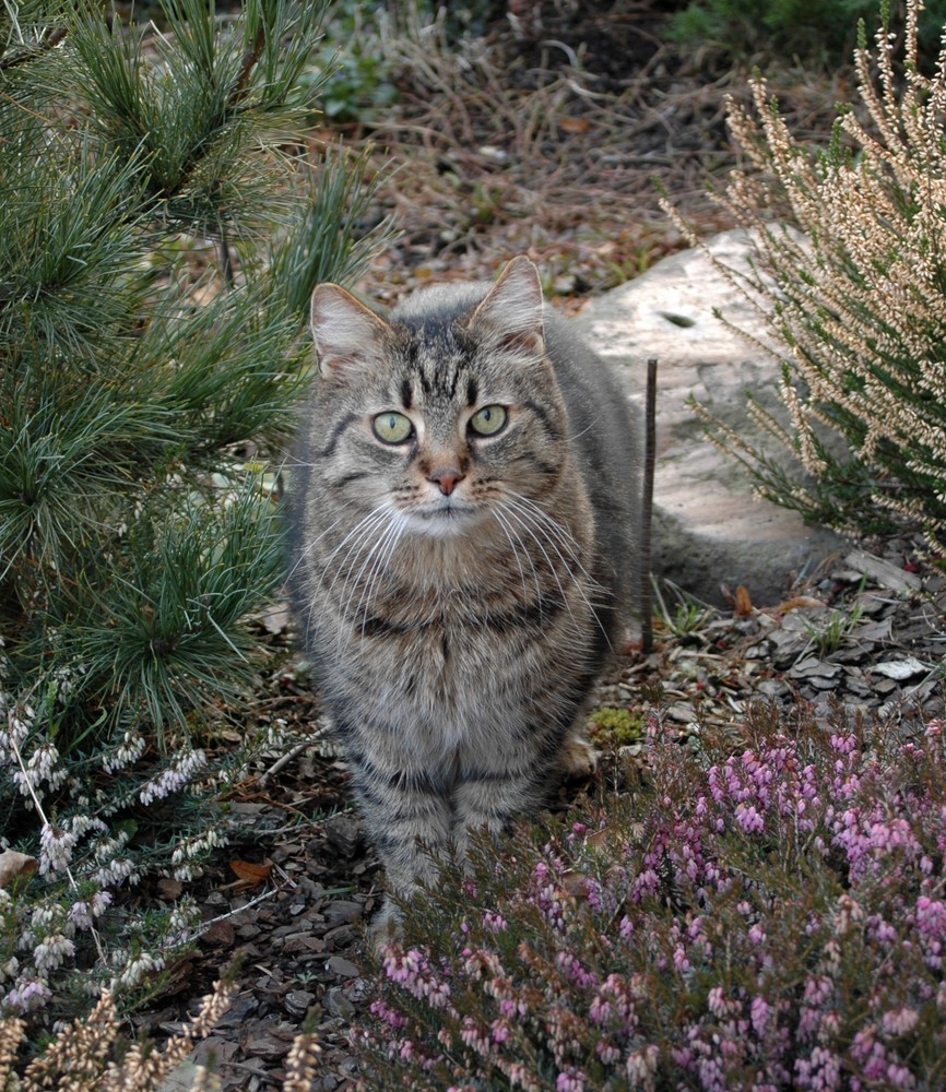 Mein dicker Kater