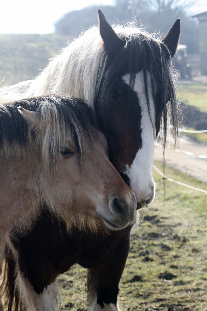 Mein Dicker & sein nerviger Freund.