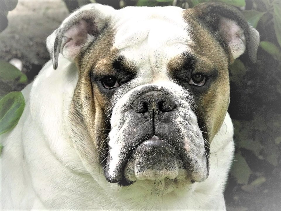 Mein Dickköpfiger Bulldog Otto 