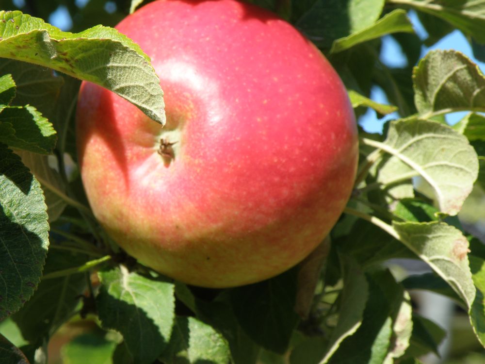 Mein dickster Apfel ,Sorte "Alkmene"