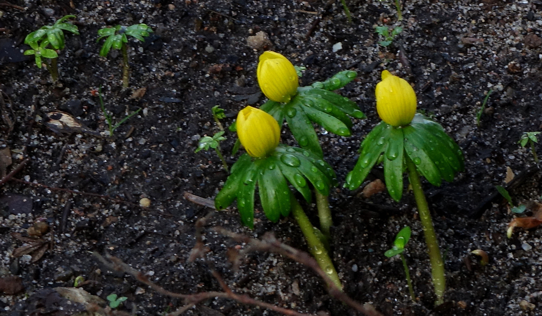 mein Dienstagabend-Mittwochsblümchen...