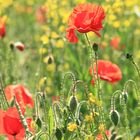 Mein diesjähriger Beitrag zum Thema Mohn