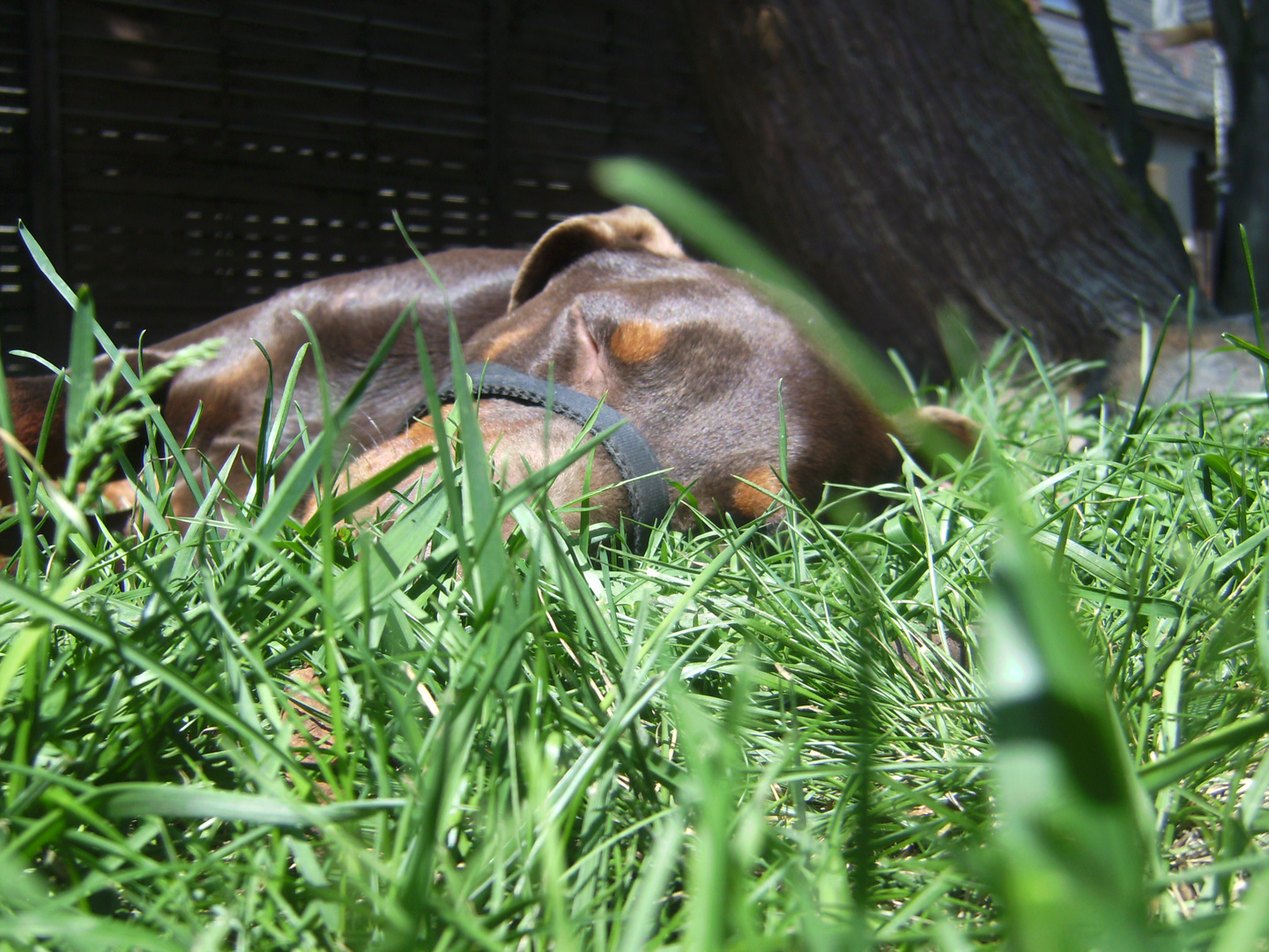 Mein Dobermann Spike