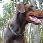 Mein Doggi im Spessart