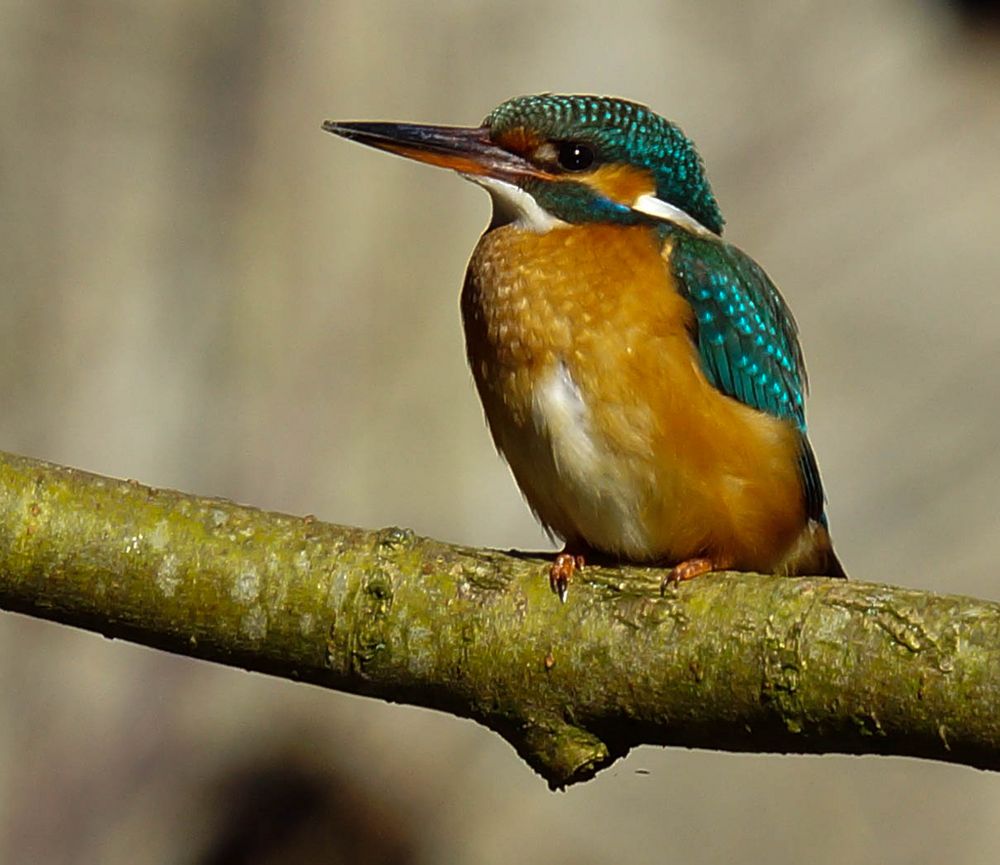 Mein dritter Eisvogel