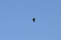 Mein dritter Seeadler auf Usedom...