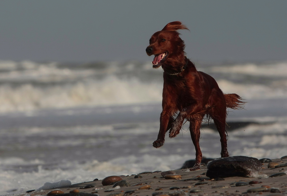 *Mein Duracell-Hase... ähh...  Hund*