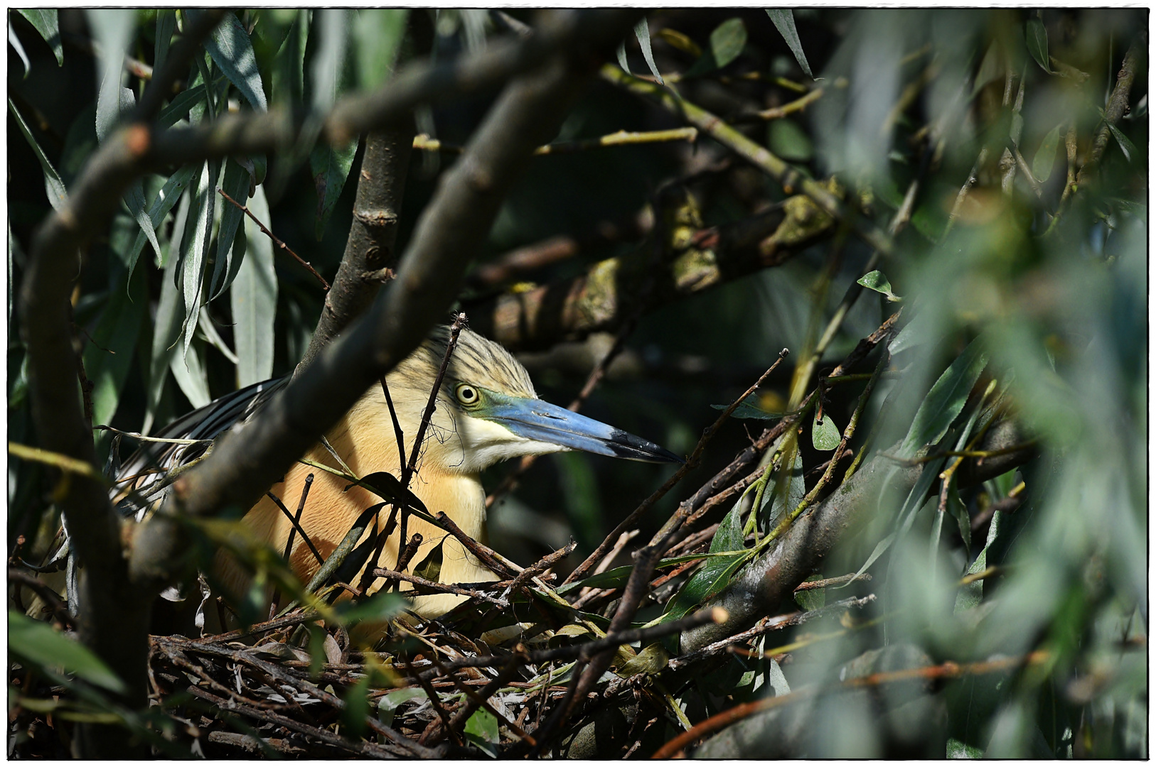 Mein (Durch-)Blick zum Nest