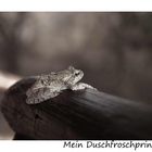 Mein Duschfroschprinz