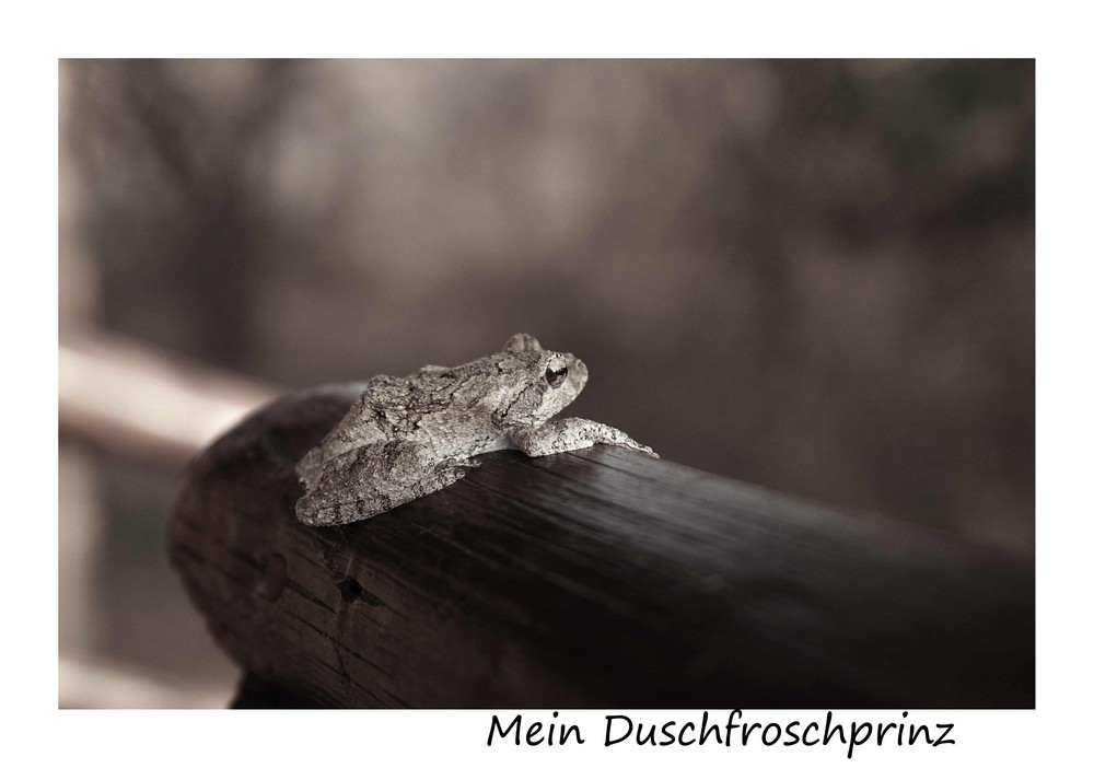 Mein Duschfroschprinz