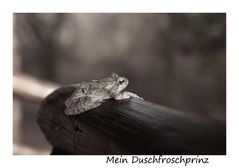 Mein Duschfroschprinz