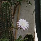 mein Echinopsis