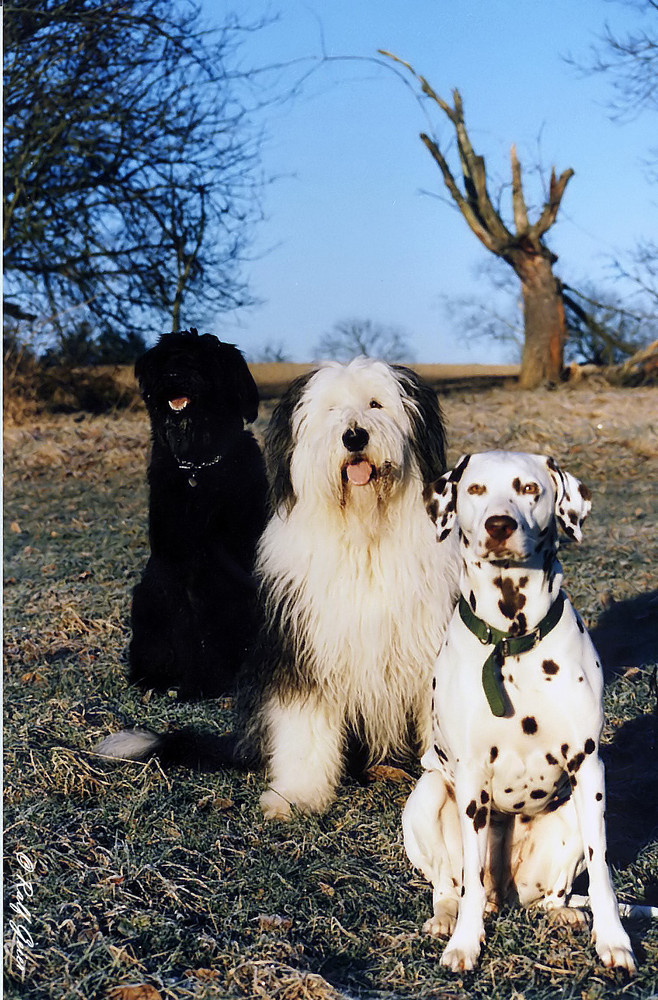 Mein ehemaliger Hund "Spiky" mit seinen Freundinen