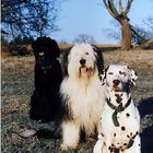 Mein ehemaliger Hund "Spiky" mit seinen Freundinen