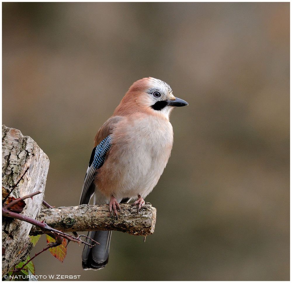 -- Mein Eichelhäher Nr. 2 -- ( Garrulus gladarius )