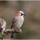 -- Mein Eichelhäher Nr. 2 -- ( Garrulus gladarius )