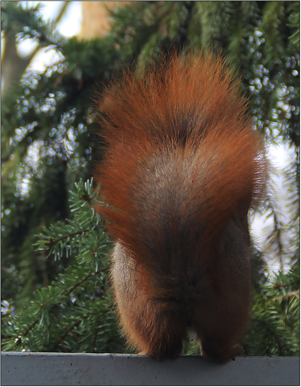 Mein Eichhörnchen ...