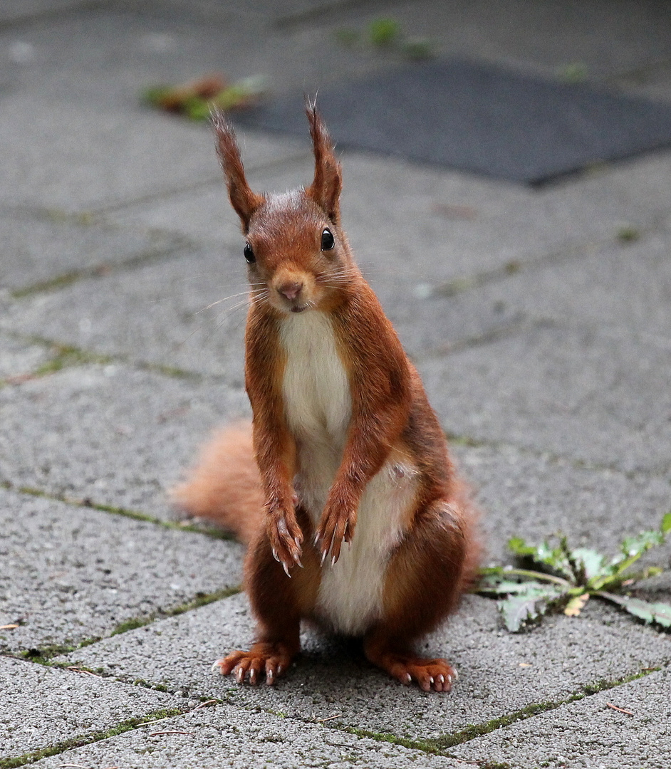 Mein Eichhörnchen wartet 