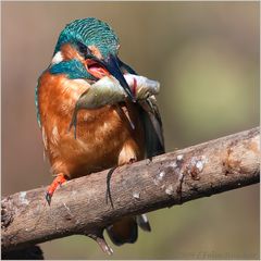 "Mein" Eisvogel...