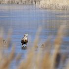 Mein "Eisvogel" - Seeadler auf dem Eis