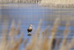 Mein "Eisvogel" - Seeadler auf dem Eis