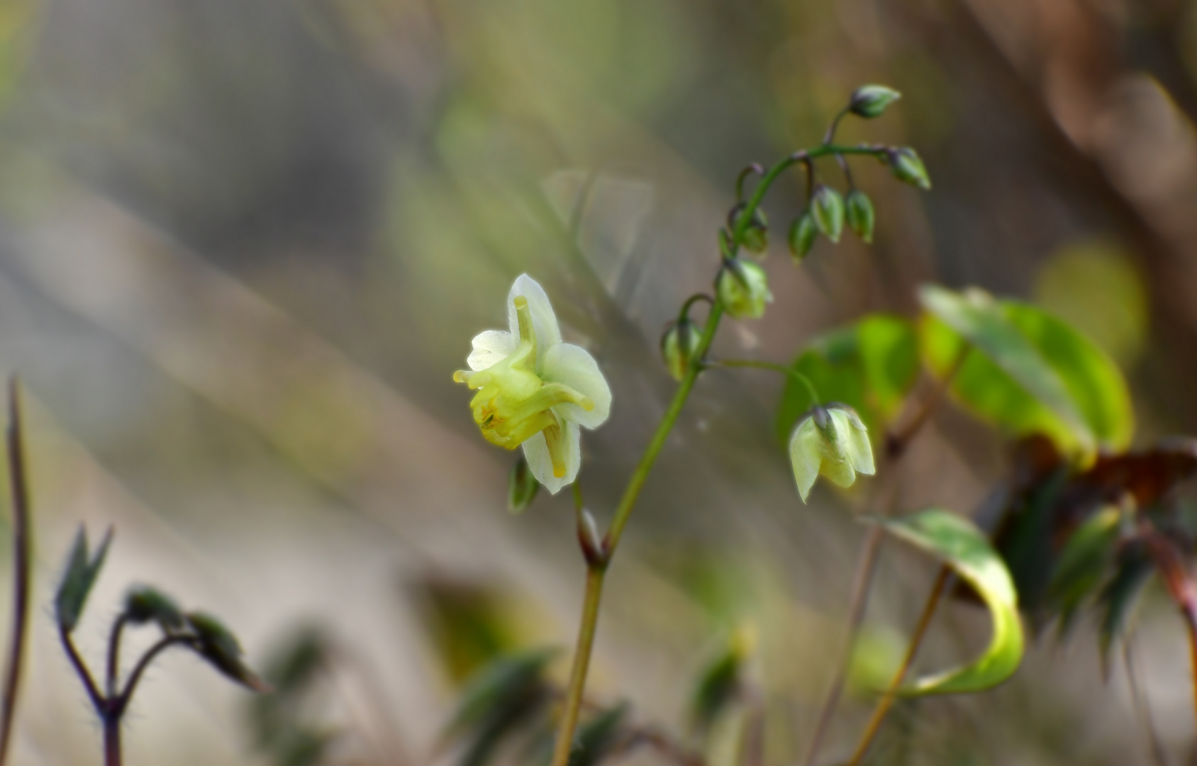 mein Elfenblümchen