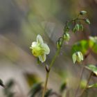 mein Elfenblümchen