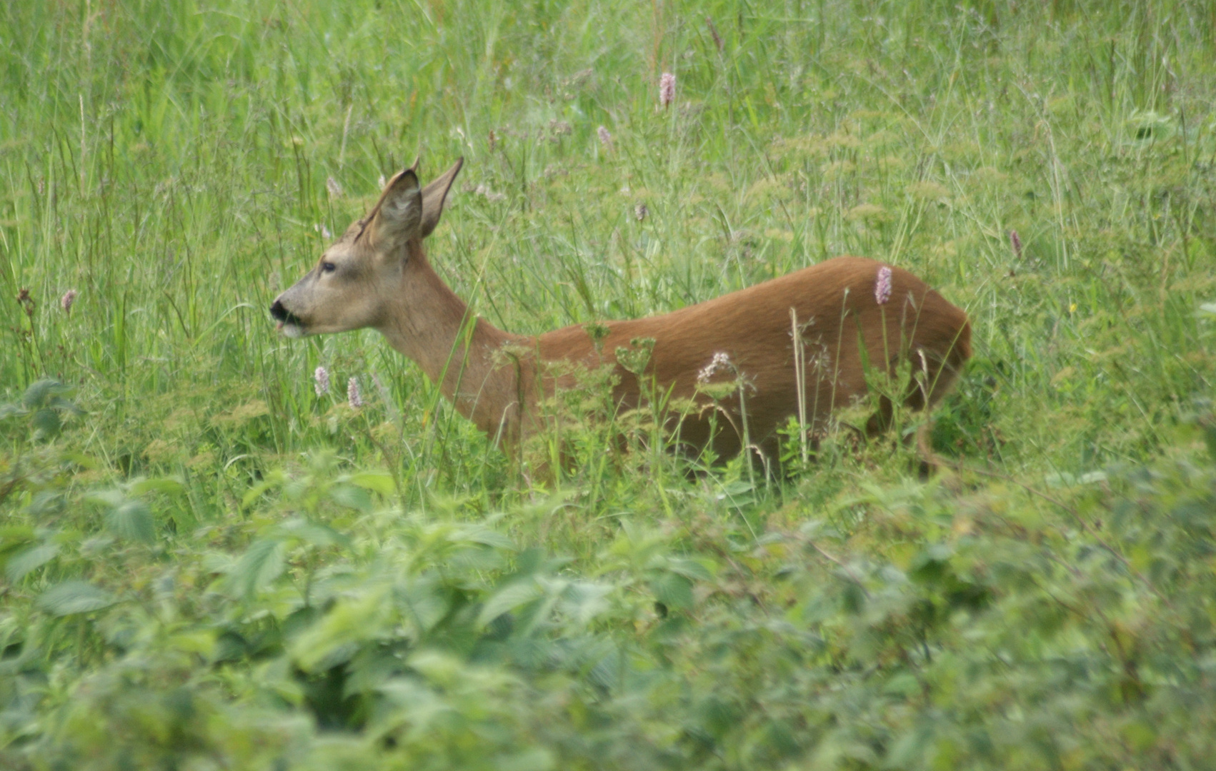 Mein EM Bock