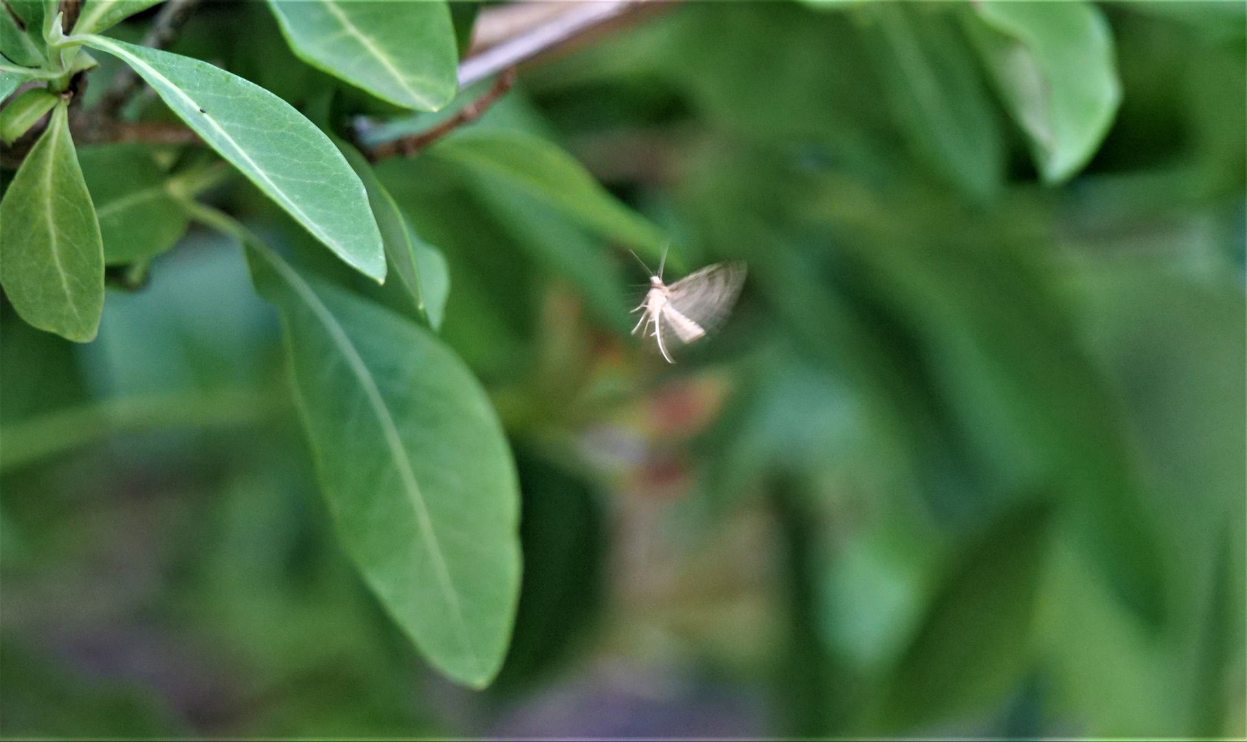 Mein Engel im Garten. (Federgeistchen - Geißblattgeistchen)