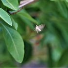 Mein Engel im Garten. (Federgeistchen - Geißblattgeistchen)