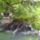 Mein Ernesto, Maine Coon