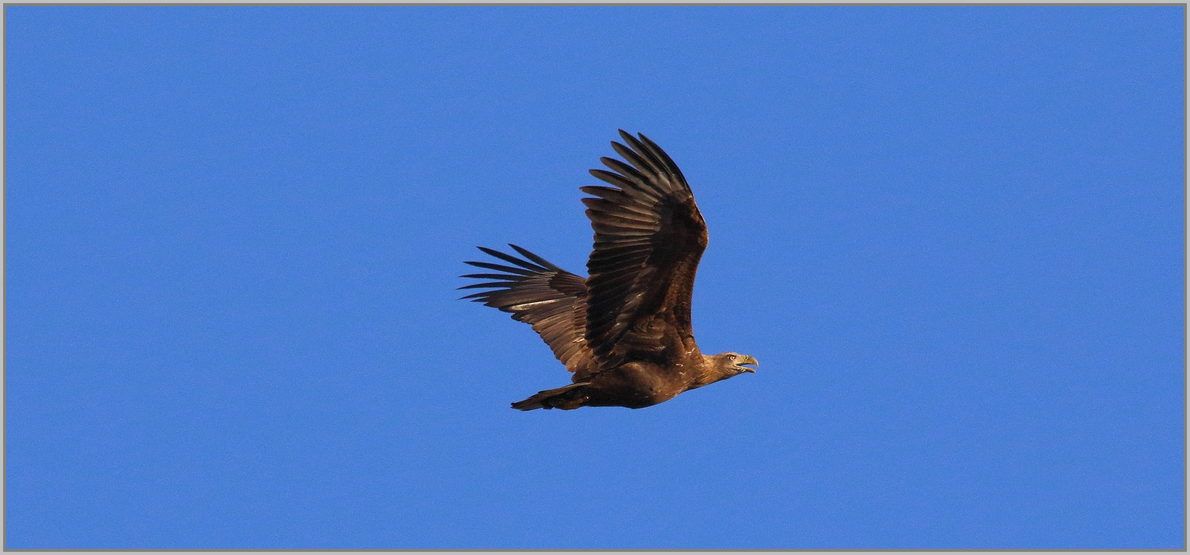 Mein erste Seeadler :)