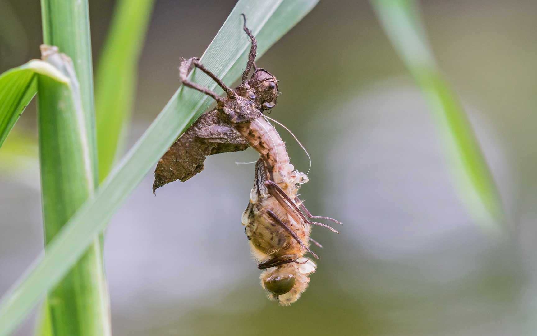 mein ersten Schlupf einer Großlibelle