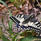 Mein erster 2008 und gleich  mein erster Papilio machaon (Schwalbenschwanz)