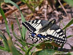 Mein erster 2008 und gleich  mein erster Papilio machaon (Schwalbenschwanz)