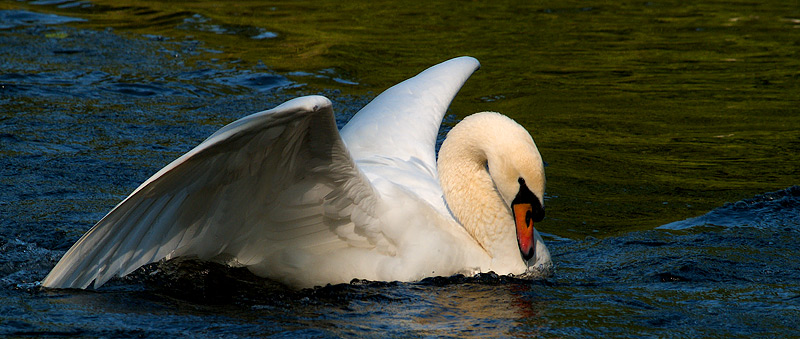 Mein erster Abendschwan