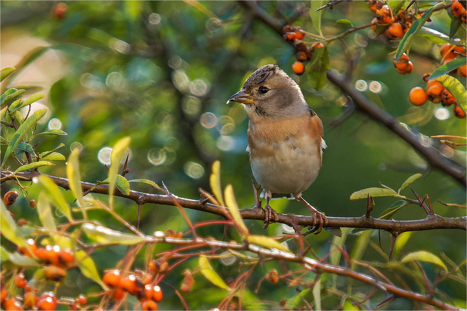 mein erster Bergfink im Herbst  .....