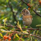 mein erster Bergfink im Herbst  .....