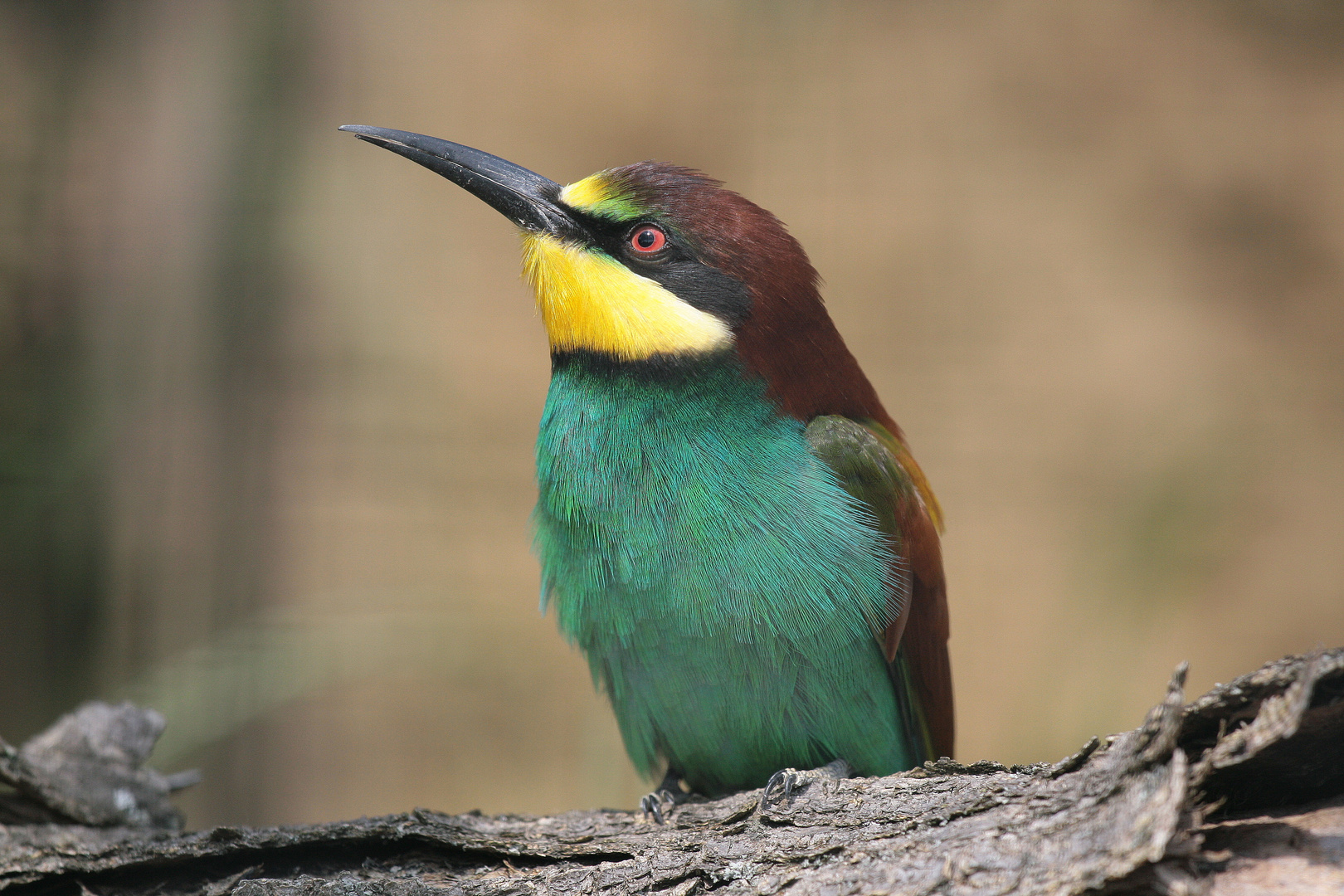 Mein erster Bienenfresser - bee eater