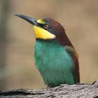 Mein erster Bienenfresser - bee eater